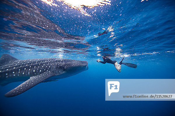 Diver swimming with Whale shark  underwater view  Cancun  Mexico