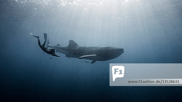 Diver swimming with Whale shark  underwater view  Cancun  Mexico