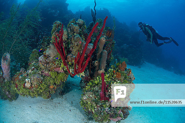 Scuba diver exploring pristine coral heads composed of sponges  hard and soft corals  Chinchorro Banks  Quintana Roo  Mexico