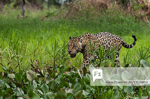 Jaguar (Panthera onca) in wetland by Cuiaba river  Pantanal  Mato Grosso  Brazil