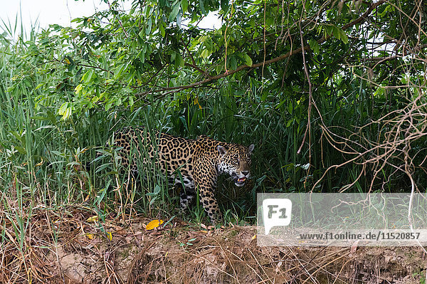 Jaguar (Panthera onca) prowling in wetland Pantanal Mato Grosso Brazil