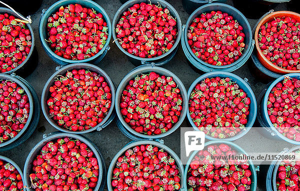 Draufsicht auf frische Erdbeeren in Eimern am Marktstand  Kirgisistan  Zentralasien