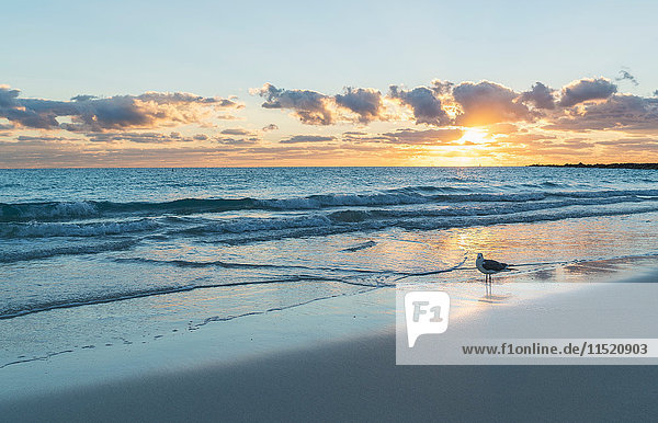 Seagull on Miami beach at sunrise,  Florida,  USA