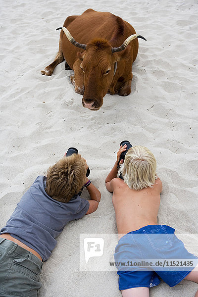 Zwei junge Männer liegen am Strand und fotografieren Stier  Mallorca  Spanien