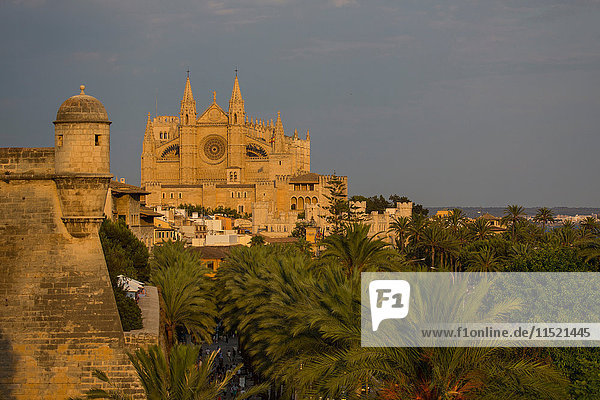 Blick auf die Kathedrale La Seu und Palmen  Palma de Mallorca   Mallorca  Spanien