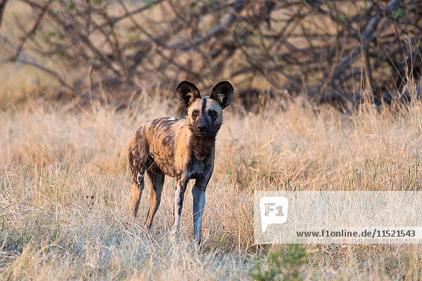 Porträt eines afrikanischen Wildhundes (Lycaon pictus)  Savuti-Sumpf  Chobe-Nationalpark  Botswana