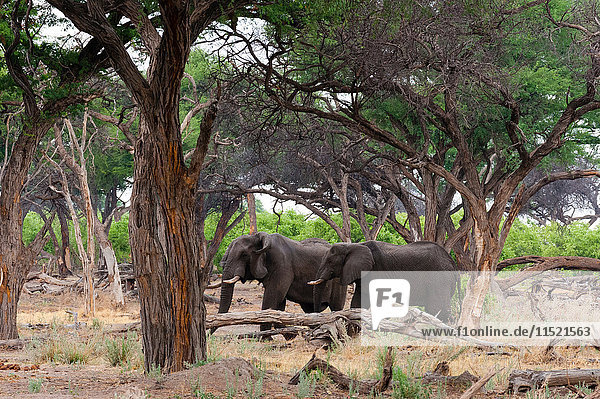 Zwei Elefanten (Loxodonta africana) zwischen Bäumen  Khwai-Konzession  Okavango-Delta  Botswana