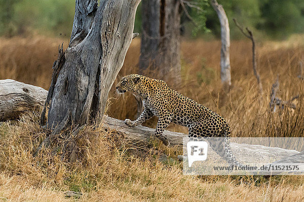Leopard (Panthera pardus) auf umgefallenen Baum tretend  Khwai-Konzession  Okavango-Delta  Botswana