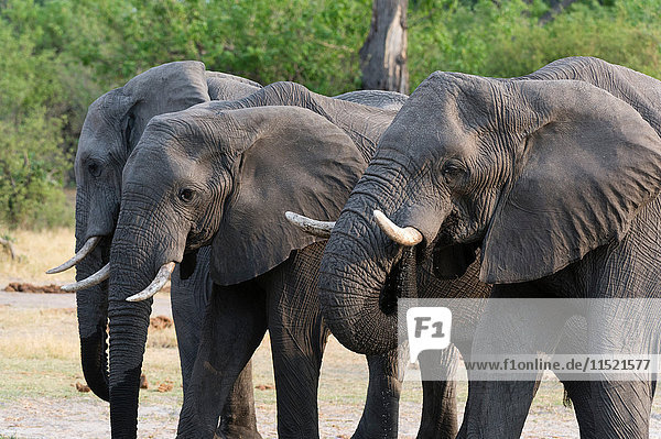 Drei Elefanten (Loxodonta africana)  Khwai-Konzession  Okavango-Delta  Botswana