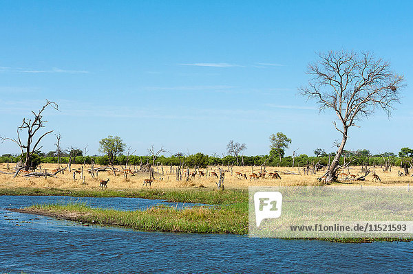 Landschaft mit Fluss und entfernter Gazellenherde  Khwai-Konzession  Okavango-Delta  Botswana