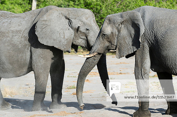 Zwei Elefanten (Loxodonta africana) verbinden sich  Khwai-Konzession  Okavango-Delta  Botswana