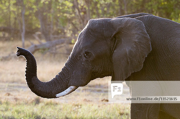 Elefant (Loxodonta africana) mit erhobenem Rüssel  Khwai-Konzession  Okavango-Delta  Botswana
