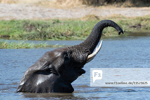 Elefant (Loxodonta africana) watend im Fluss mit erhobenem Rüssel  Khwai-Konzession  Okavango-Delta  Botswana
