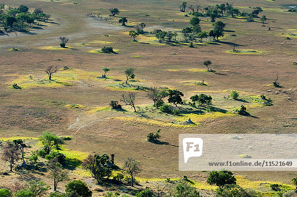 Luftaufnahme der Graslandschaft und der Bäume  Okavango-Delta  Botswana