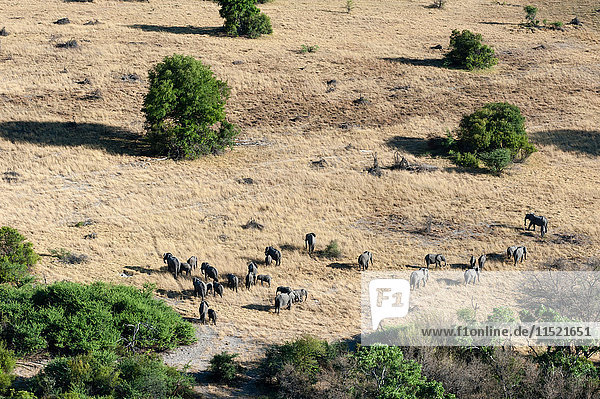 Luftaufnahme einer Herde afrikanischer Elefanten (Loxodonta africana) im Grasland  Okavango-Delta  Botswana