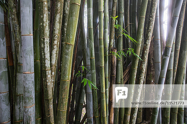 Reihe von Bambuspflanzen  Detail  Insel Réunion