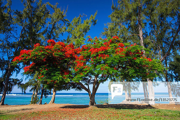 Rot blühender Strauch am Strand und am Indischen Ozean,  Insel Réunion