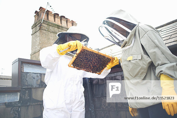 Zwei Imker inspizieren Bienenstockrahmen
