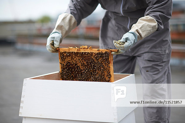 Imker beim Entfernen des Bienenstockrahmens aus dem Bienenstock,  Mittelteil