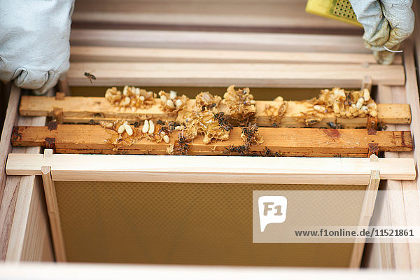 Imker inspiziert Bienenstockrahmen aus dem Bienenstock  Nahaufnahme