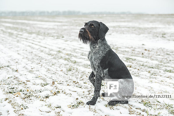 Deutscher Drahthaariger Pointer sitzend auf schneebedecktem Feld
