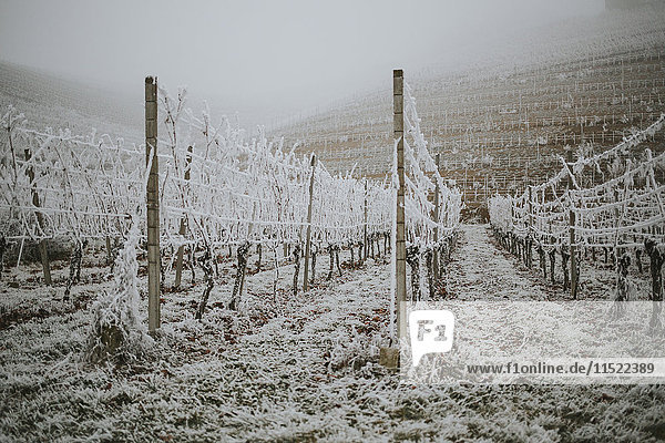 Germany  Ortenberg  vineyard in winter