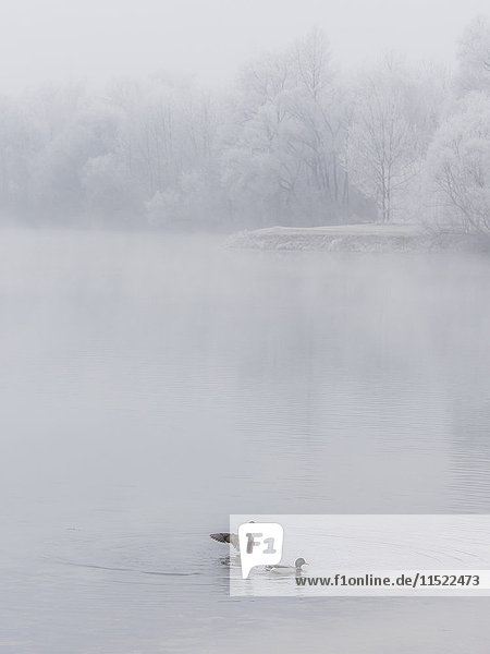Two ducks on a lake in winter