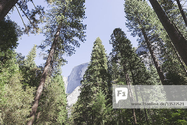 USA  Kalifornien  Yosemite Nationalpark  malerisch