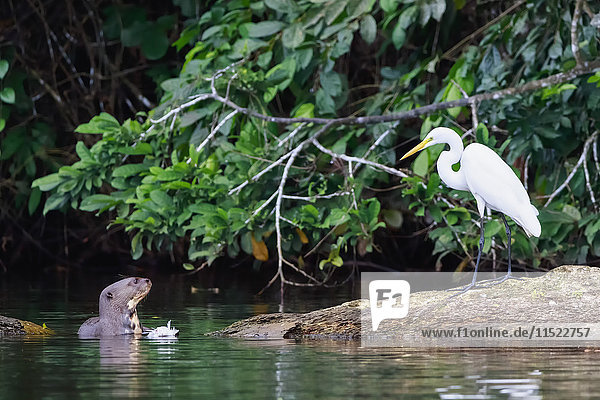 Peru  Manu-Nationalpark  Cocha Salvador  Riesenotter bei der Vogelbeobachtung am Seeufer