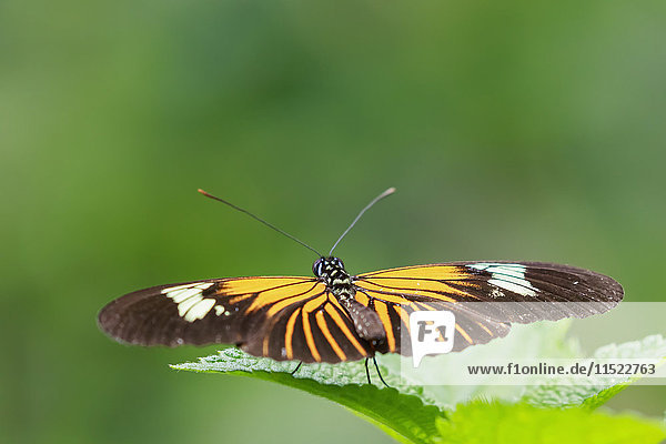 Peru  Manu Nationalpark  tropischer Schmetterling auf Blatt