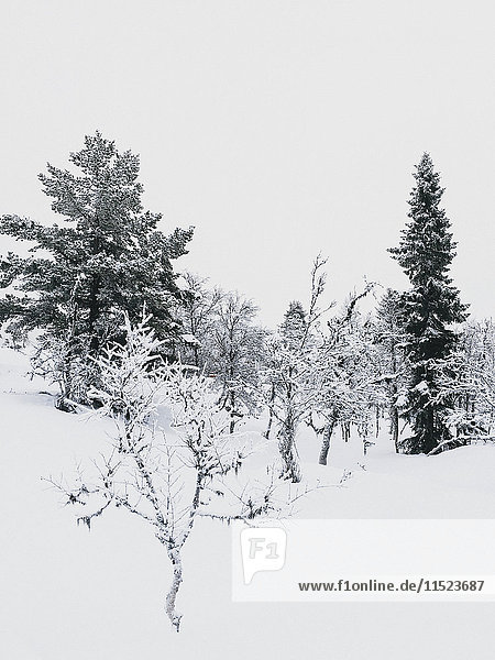 Norway Oppland trees in winter landscape