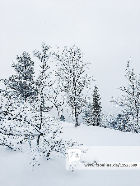 Norway Oppland trees in snow-covered winter landscape