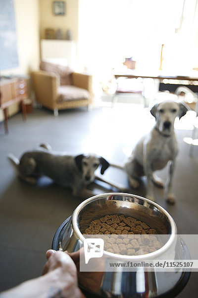 Handschale mit Futter für zwei Hunde zu Hause