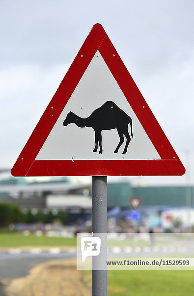 United Arab Emirates  Dubai  beware of Camels sign