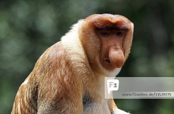 South-East Asia  Malaysia  Sabah  Borneo  Labuk Bay  Nature Reserve sheltering proboscis monkeys