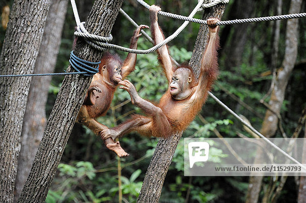 South-East Asia  Malaysia  Borneo  Sabah  Orangutans in the Shangri-La hotel Reserve