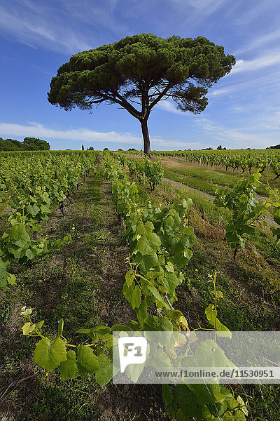 Frankreich  Gebiet Nantes  vertikale Ansicht der Rebzeilen in einem Weinberg. Kiefer im Hintergrund