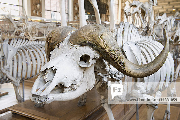 France. Paris 5th district. The Jardin des plantes (Garden of Plants). The Gallery of Anatomy. Cape buffalo skeleton