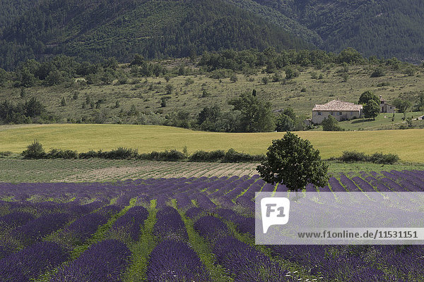 Frankreich  Drome  Provence  Großansicht einer Landschaft mit Lavendelfeldern und einem traditionellen provenzalischen Bauernhaus