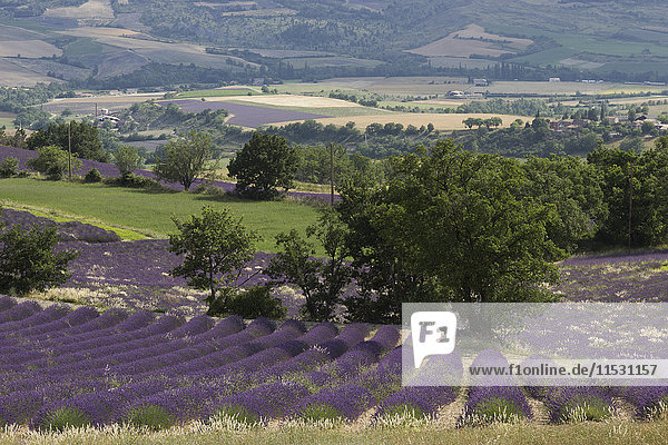 Frankreich  Drome  Provence  große Landschaft auf Lavendelfeldern von oben gesehen