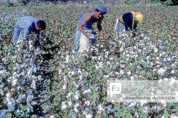 Turkey  Aegean Coast  province of Izmir  cotton harvest