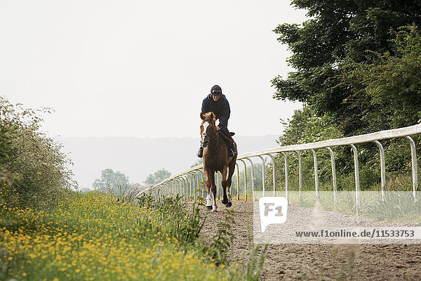 Woman on a horse riding along a cinder path with a railing. Racehorse training on the gallops.