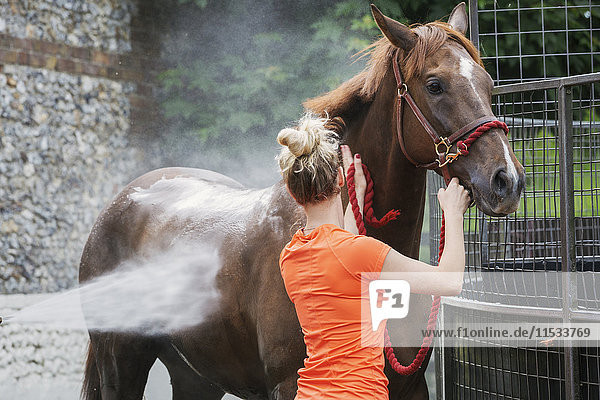 Frau  die ein braunes Vollblutpferd am Halfter hält  während das Pferd nach dem Training mit Wasser bespritzt wird.
