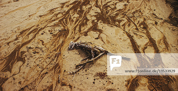 Ein Tierskelett an einem Sandstrand.