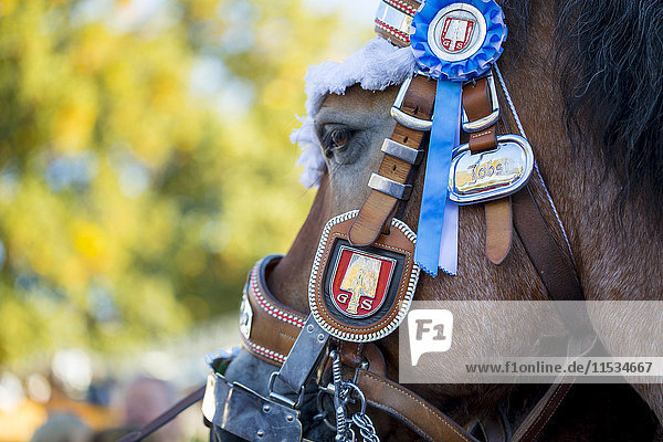 Germany  Munich  head of decorated horse at Oktoberfest