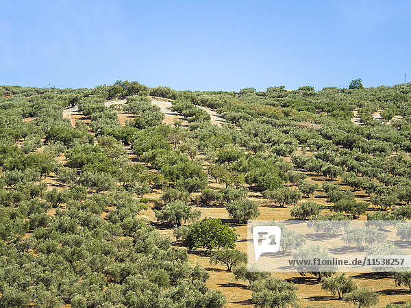 Spanien  Andalusien  Olivenplantage