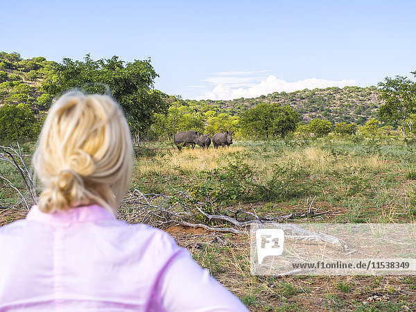 Namibia  Outjo  Touristen  die eine Gruppe von Breitmaulnashörnern im Ongava Wild Reservat betrachten.