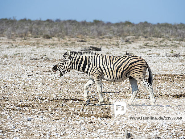 Namibia  Etosha Nationalpark  Burchell's Zebra  Equus quagga burchellii  Wiehern
