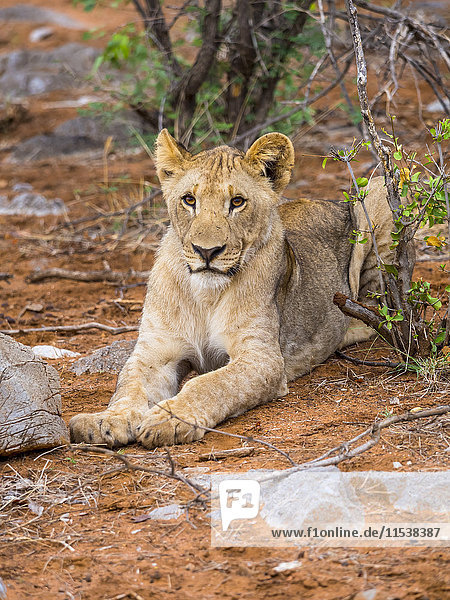 Namibia  Okaukuejo  Etosha Nationalpark  Portrait der jungen Löwin