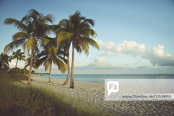 USA  Florida  Key West  Palmen am Strand